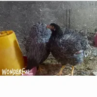 فروش ۳۰ قطعه لاکنولدر استرالورپ ویاندوت بلورد|حیوانات مزرعه|محلات, |دیوار