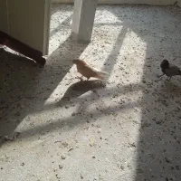 کبوتر زرد دم سفید