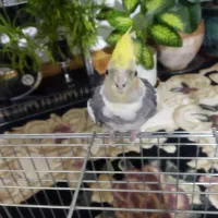 عروس هلندی|پرنده|بروجرد, |دیوار