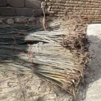 نهال کبوده شیرازی لاریشه دهچشمه