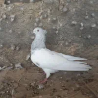 کبوتر رنگی و پلاکی وراوی|پرنده|وراوی, |دیوار