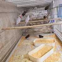 فنچ کینگ نرگسی بنگالی|پرنده|اهواز, کوی جانبازان(دانش)|دیوار