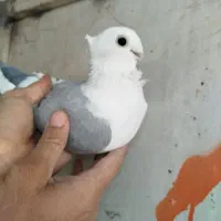 تعدای کبوترزینتی لوکس|پرنده|لاهیجان, یوسف آباد|دیوار