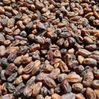 خرمای‌‌کبکاب‌پاک‌کرده‌‌بسته‌بندی‌روستای‌طلحه‌|خوردنی و آشامیدنی|بوشهر, |دیوار