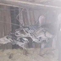 بوقلمون|حیوانات مزرعه|آبدانان, |دیوار