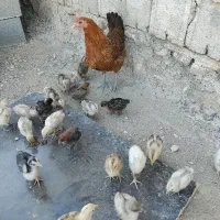 فروش کله جوجه وکله خروس|پرنده|نورآباد ممسنی, |دیوار