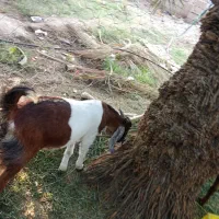 گوسفند رشتی