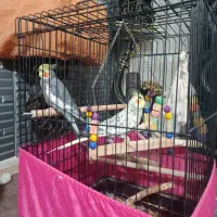 عروس هلندی سخنگو