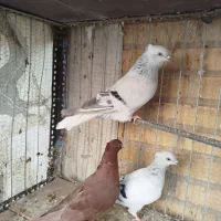 سبز و سرخ دم سفید|پرنده|بیرجند, |دیوار