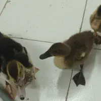 جوجه اردک اسرائیلی