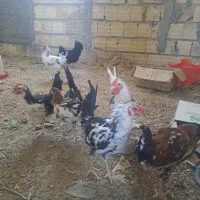 هشت عدد خروس گلین