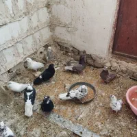 پرنده فروشی