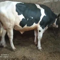 گاو نر