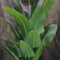 پرنده بهشتی مصنوعی  بابا آدم  موز  کنتیا ....