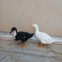 اردک