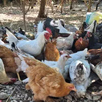 مرغ و خروس قوغاز بوقلمون|حیوانات مزرعه|سیسخت, |دیوار