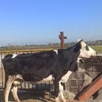 فروش گاو و گوساله داشتی و گوشتی