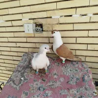 کبوتراصفهانی ریش