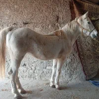 مادیان ترک قشقایی|اسب و تجهیزات اسب‌سواری|بشاریات, |دیوار