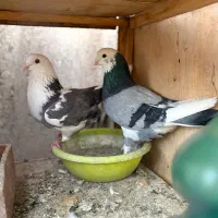 ۵عدد کفتر خوب یجایی دونه ای ۴۰۰|پرنده|تهران, مسعودیه|دیوار