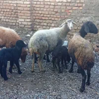 ۳تا گوسفند بره داره دوتا نر ۱ماده