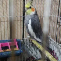 عروس هلندی نر سخنگو معاوضه با ویپ داعم