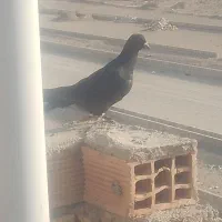 پرنده