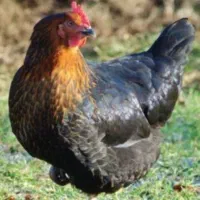 مرغ گلپایکانی محلی همه رنگ