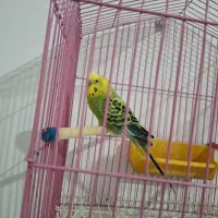 مرغ عشق نر|پرنده|آبادان, |دیوار