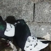 جفت سینه ای فروشی