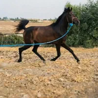 اسب نریون کره سیاوش رستمی