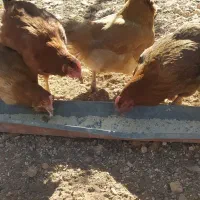 مرغ تخمگذار|حیوانات مزرعه|شیراز, شهرک قمشه|دیوار