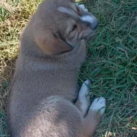 توله نر خراسانی|سگ|جوین, |دیوار