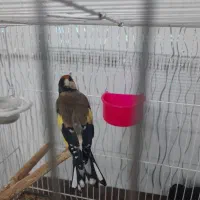 سهره نرچهارگل بخون|پرنده|تایباد, |دیوار