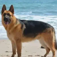 سگ ژرمن