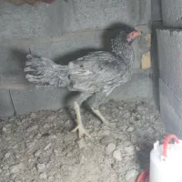 ماده مرغ لاری