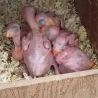 طوطی ملنگو مولدسالنی|پرنده|صدرا-فارس, فاز ۱|دیوار