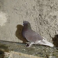 کبوترپرشی|پرنده|مبارکه, |دیوار