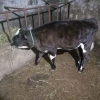 گوساله سمینتال اصل