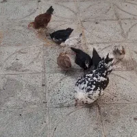 جوجه مرغ