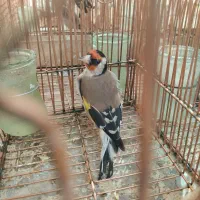 سهره نر چارگل ودورگ جوجه بزرگ شده مست با قفس|پرنده|شیراز, رکن‌آباد|دیوار