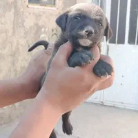 توله نر قدرجونی|سگ|رامهرمز, |دیوار