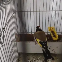 قناری|پرنده|خرم‌آباد, |دیوار