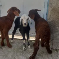 بره شیری ۴ عدد
