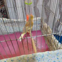 قناری نرجوان|پرنده|نهاوند, |دیوار