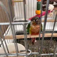 جفت مولد گرینچیک