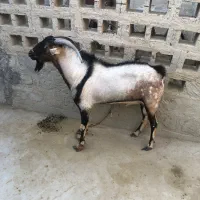 فروش نری دو رگه پازن