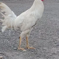 خروس سه تاج اوشامی یکساله سفید  بدون غلط