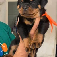 روتوایلر|سگ|شیراز, آزادی|دیوار