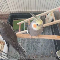 عروس هلندی